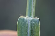 Panicum repens ligule2 (7370949512).jpg