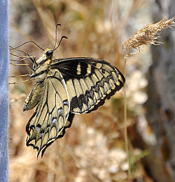 Papilio hospiton side.jpg