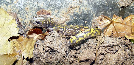 Paradactylodon_persicus