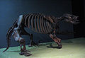 Paramylodon harlani fossil, National Museum of Natural History, Washington, D.C.