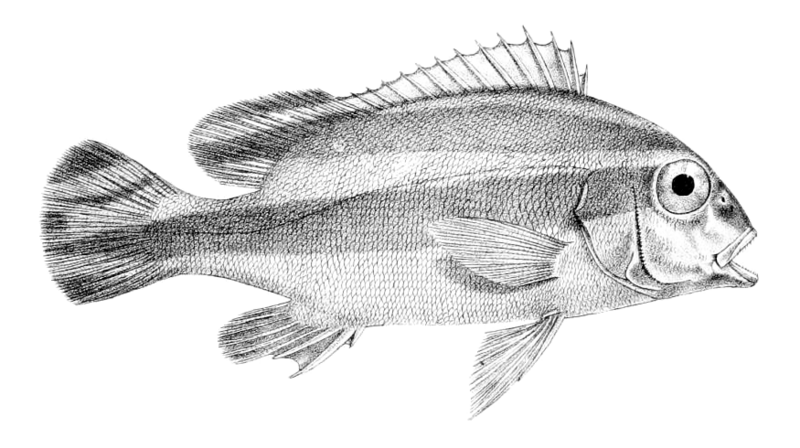 File:Parapristipoma octolineatum (Day).png