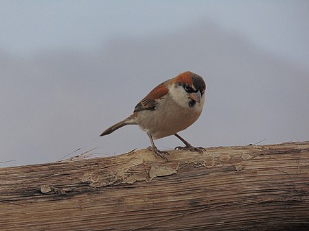 Tập_tin:Passer_Iagoensis,_monte_verde.jpg