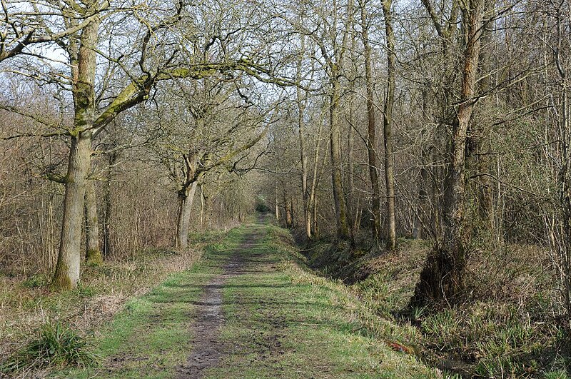 File:Path through Uffmoor Wood - geograph.org.uk - 5730302.jpg