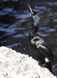 Phalacrocorax pelagicus