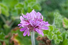 Inflorescence très dense de P. capitatum