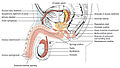 Diagram which depicts the membranous urethra and the spongy urethra of a male