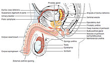 Penis lateral cross section.jpg