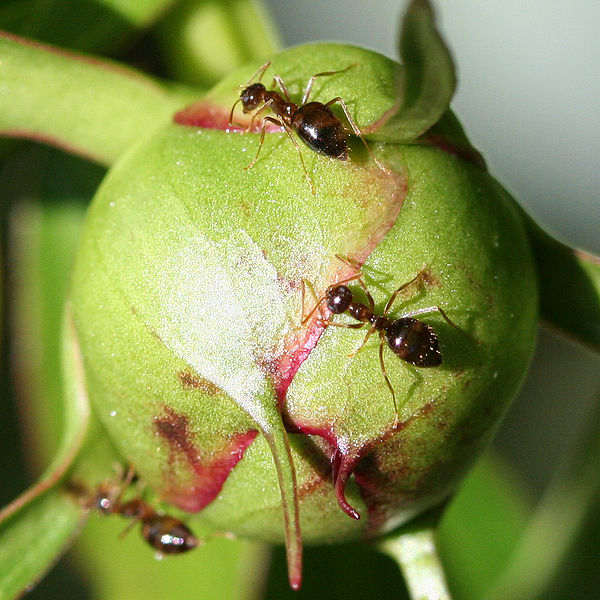 File:Peony Ant 5079.jpg