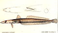 Pez palo (Percophis brasiliensis). On le retrouve au sud-ouest de l'océan atlantique, depuis le sud brésilien[24] jusqu'en province argentine du Chubut[25].