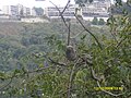 Pereza (Bradypus tridactylus) La Boyera, Miranda - Venezuela 002.jpg