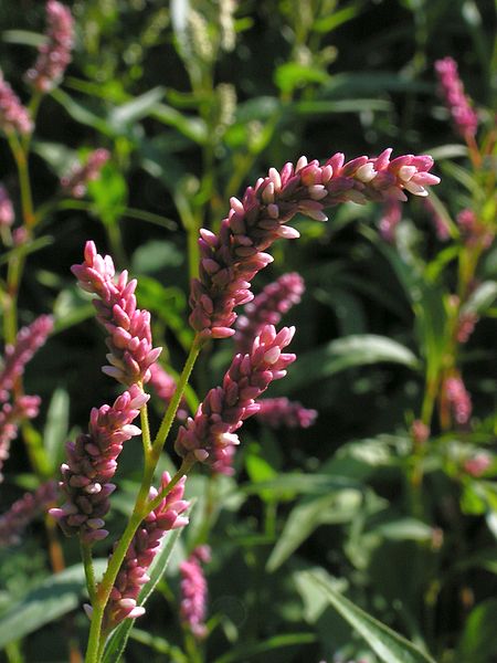 File:Persicaria hydropiper20140712 085.jpg