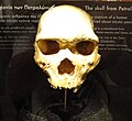 Petralona 1, un H. heidelbergensis griego, se encontró recubierto por una costra estalagmítica. Muestra caracteres de transición entre erectus y neanderthalis.