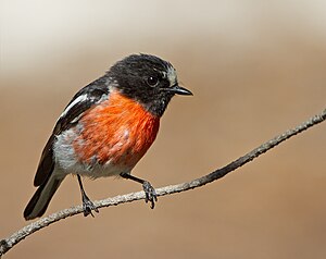 Petroica phoenicea - young male