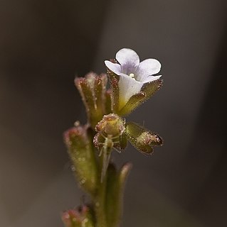 <i>Phacelia lemmonii</i> species of plant