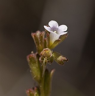 <i>Phacelia lemmonii</i> Species of plant