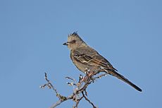 Phainopepla (Phainopepla nitens), Female.jpg