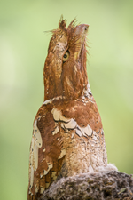 Philippine Frogmouth in Doña Remedios Trinidad, Bulacan, Philippines. Photograph: Vinz Pascua (CC BY-SA 4.0)