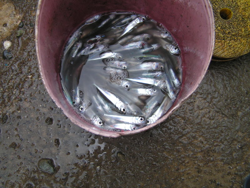 File:Philippinefishcatch.jpg