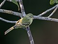 * Nomination Olive-green Tyrannulet (Phylloscartes virescens) at ZF Canopy Tower, Manaus, Amazonas, Brazil. --Hector Bottai 14:03, 30 November 2023 (UTC)  Support Good quality. --Charlesjsharp 14:53, 30 November 2023 (UTC) * Promotion {{{2}}}