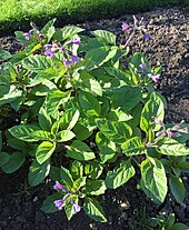 P. orientalis flowering in Oxford Botanic Garden on 25 March 2017 Physochlaina orientalis mid shot.jpg