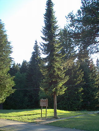 <i>Picea omorika</i> Species of conifer