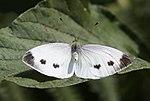 Pieris mannii