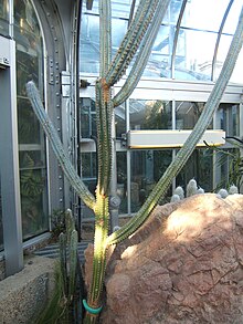 Pilosocereus fulvilanatus.jpg