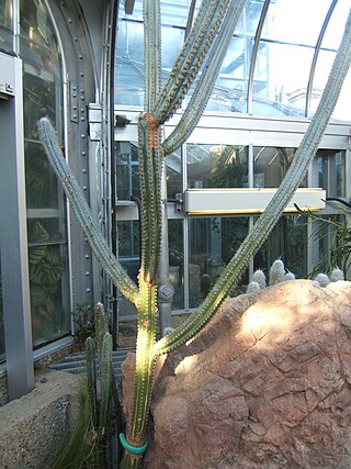 <i>Pilosocereus fulvilanatus</i> Species of cactus