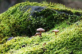 Pilze im Moos auf Basalt.jpg