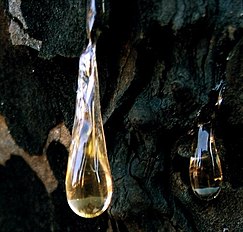 Resin droplet on a burnt tree
