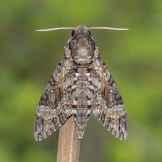 <i>Agrius cingulata</i> Species of moth