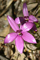 Caladenia emarginata