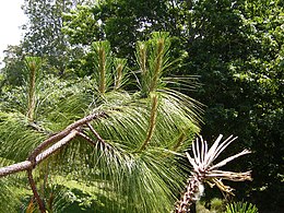 Pinus devoniana