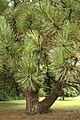 Pinus nigra JPG3Ad.jpg