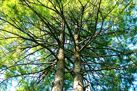 Hugging Trees!