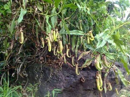 ไฟล์:Pitcher Plant Sanctuary at Baghmara.jpg