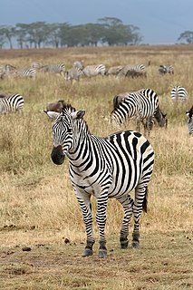 Zebra Black and white striped animals in the horse family