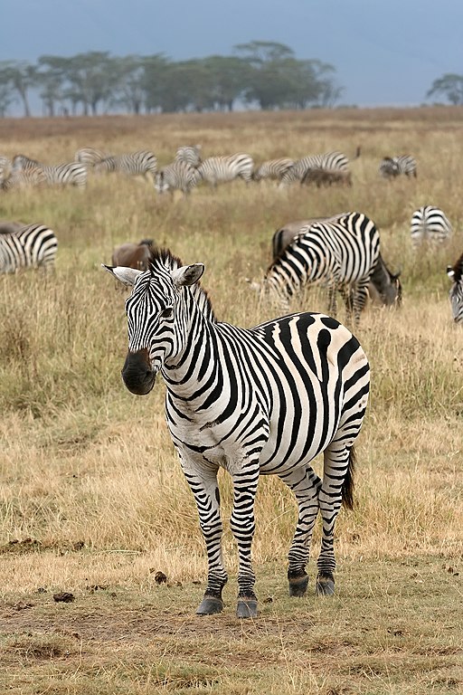 Zebras