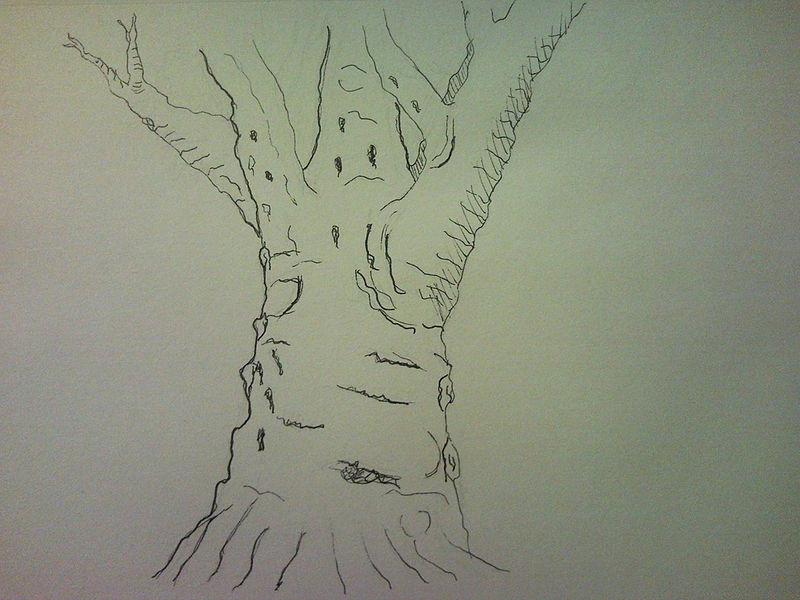 File:Platanus by Fabien Lesbordes.jpg