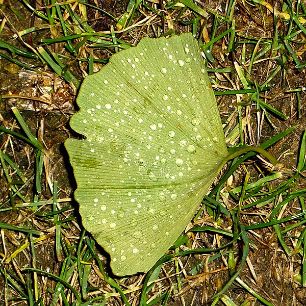 File:Plate of morning dew (4034693843).jpg