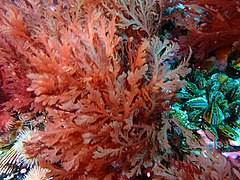 Plocamium seaweeds