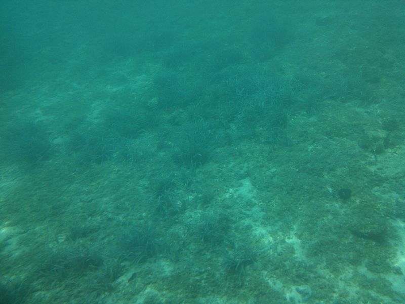 File:Podmorje Korčule 102607.jpg