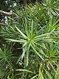 Драбніца для Podocarpus