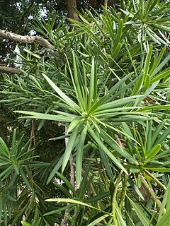 Podocarpus nerifolius M2.jpg