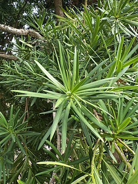 Neriesydtaks (Podocarpus neriifolius).