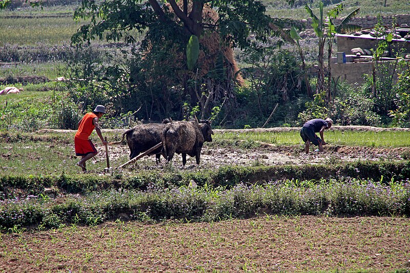 File:Pokhara-Tansen-32-Reisfeld-Bueffelgespann pfluegt-2013-gje.jpg