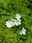 Polemonium caeruleum (white flowers).jpg