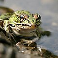 Portrait of a Canadian frog along a lake (6156622949).jpg
