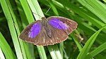 Powdered oakblue (Arhopala bazalus)