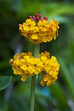 Miniatura para Primula bulleyana